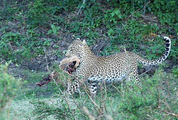 In the Masaï Mara