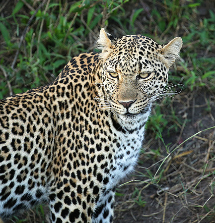 In the Masaï Mara
