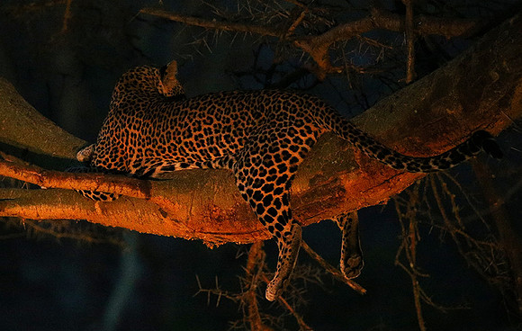 Laikipia : private wildlife sanctuary - at Solio camp