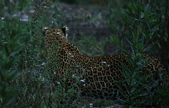 Laikipia : private wildlife sanctuary - at Solio camp