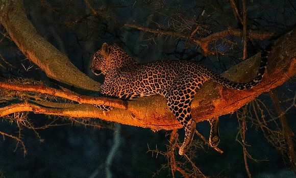 Laikipia : private wildlife sanctuary - at Solio camp