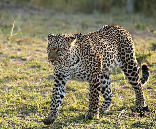 In the Masaï Mara