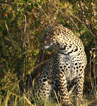 In the Masaï Mara