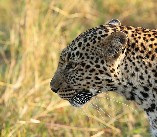 In the Masaï Mara