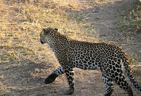 In the Masaï Mara