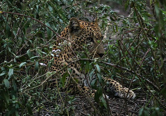 Laikipia : private wildlife sanctuary - at Solio camp