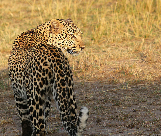In the Masaï Mara
