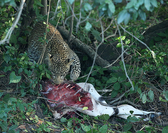 In the Masaï Mara