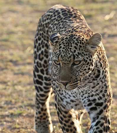 In the Masaï Mara