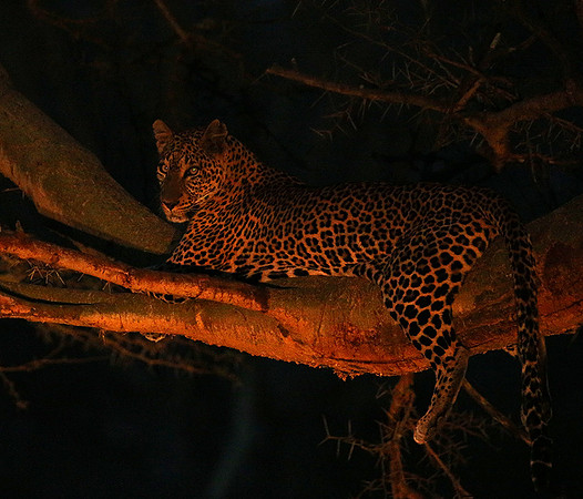 Laikipia : private wildlife sanctuary - at Solio camp