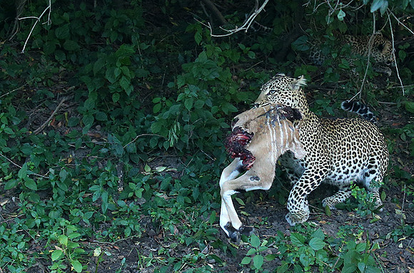 In the Masaï Mara