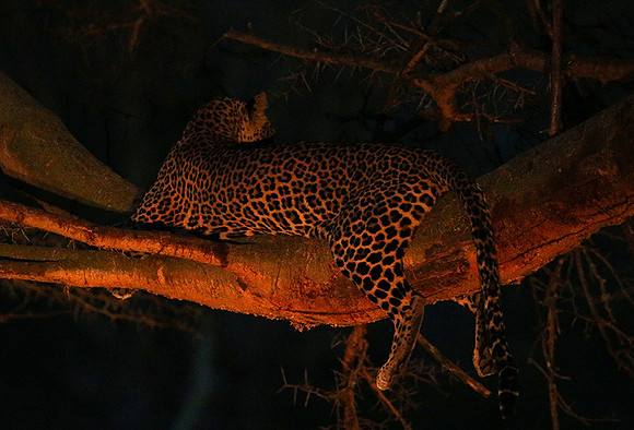Laikipia : private wildlife sanctuary - at Solio camp