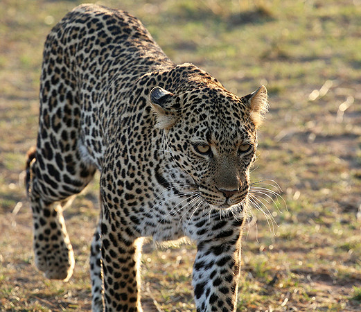 In the Masaï Mara