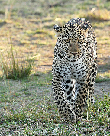 In the Masaï Mara