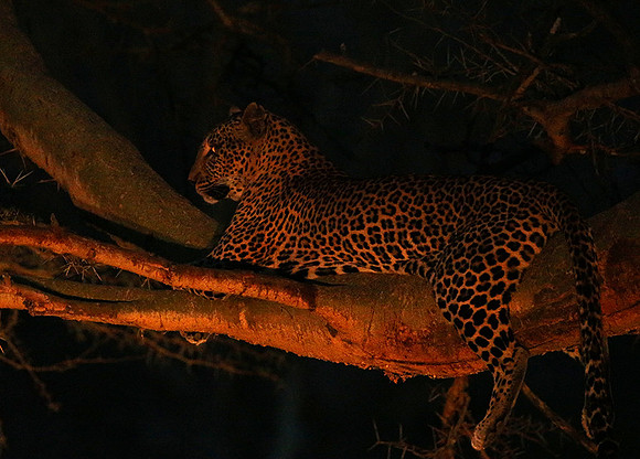 Laikipia : private wildlife sanctuary - at Solio camp