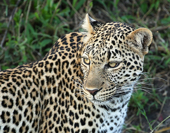 In the Masaï Mara