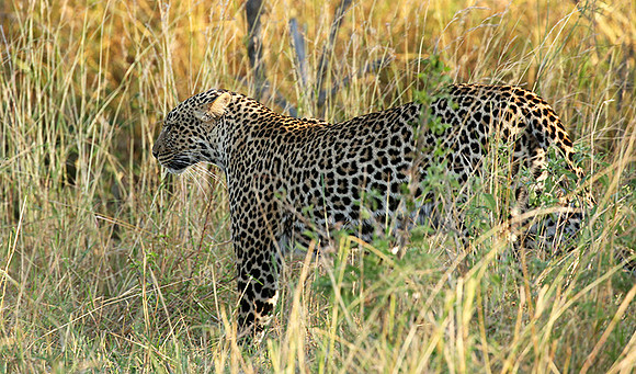 In the Masaï Mara