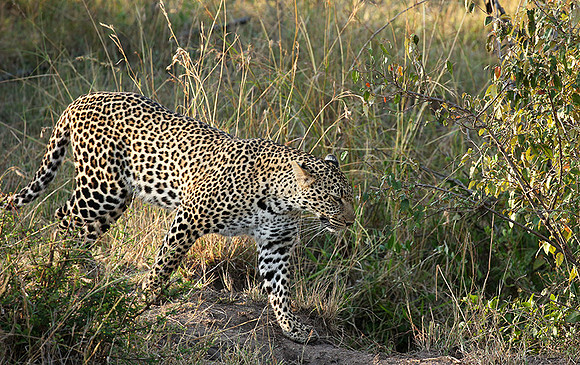 In the Masaï Mara