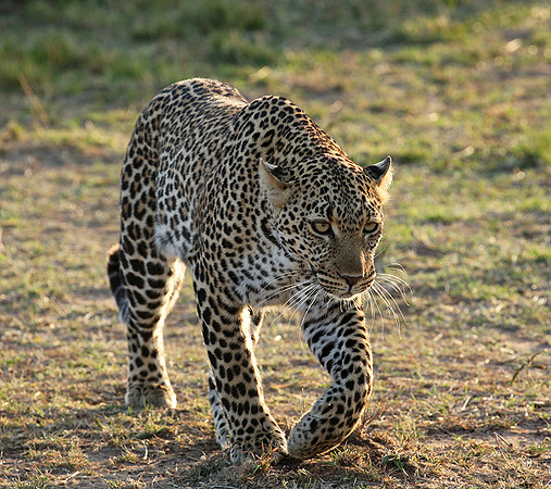 In the Masaï Mara