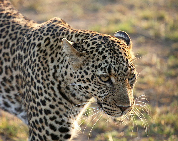 In the Masaï Mara