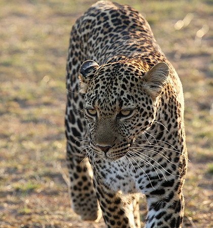 In the Masaï Mara