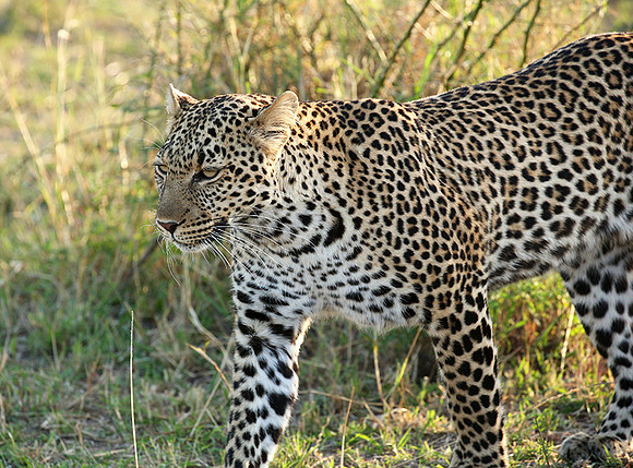 In the Masaï Mara