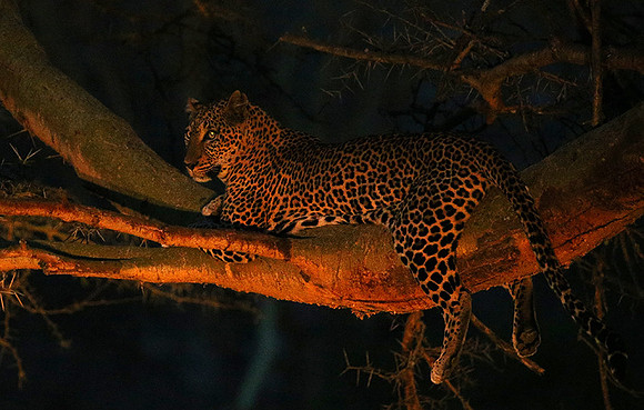 Laikipia : private wildlife sanctuary - at Solio camp