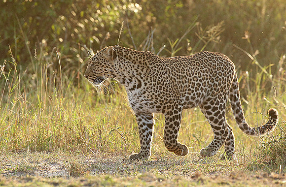 In the Masaï Mara