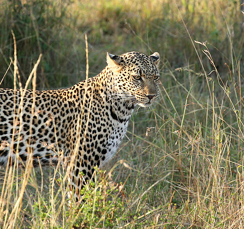 In the Masaï Mara