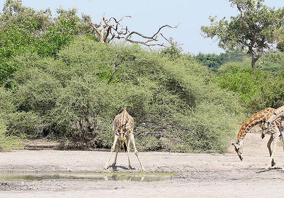 Moremi game reserve
