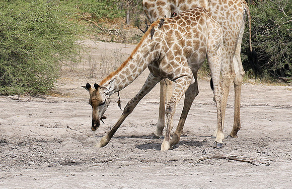 Moremi game reserve