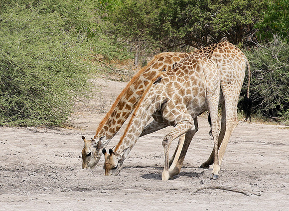 Moremi game reserve