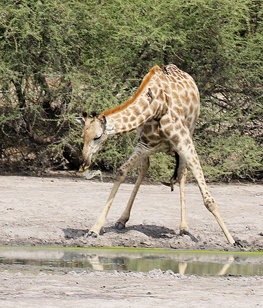 Moremi game reserve
