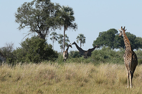 At Abu camp
