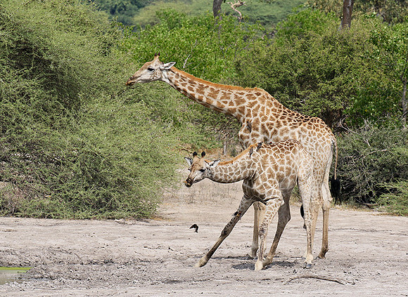 Moremi game reserve