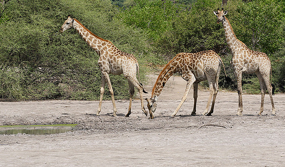 Moremi game reserve