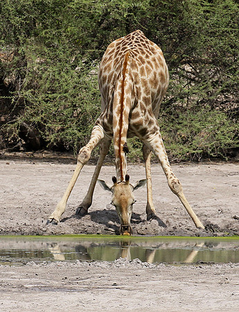 Moremi game reserve