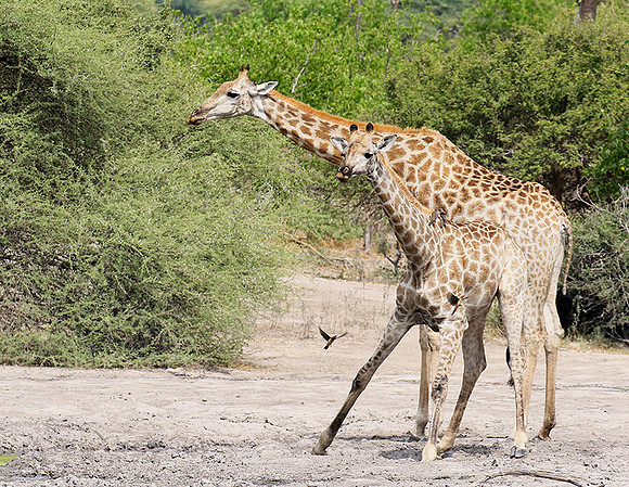 Moremi game reserve