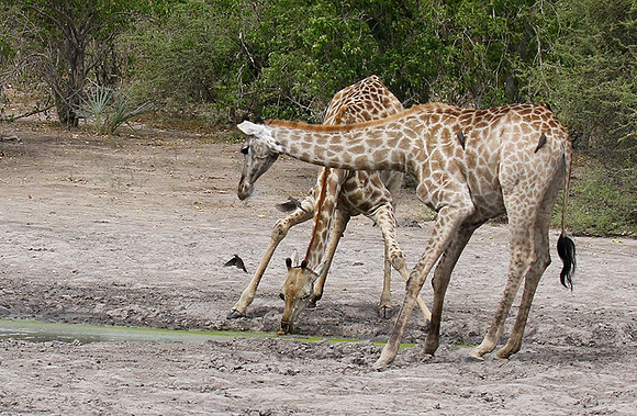 Moremi game reserve