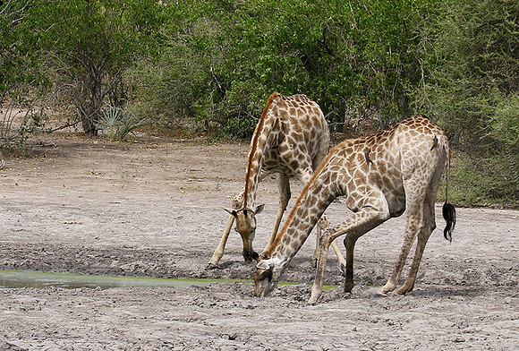 Moremi game reserve