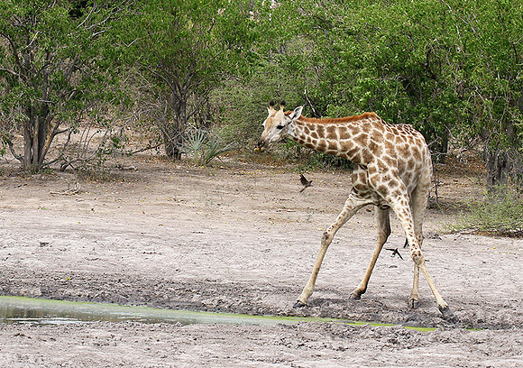 Moremi game reserve
