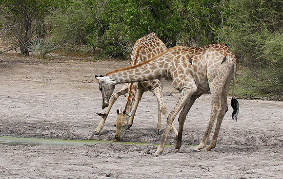 Moremi game reserve