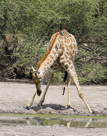 Moremi game reserve