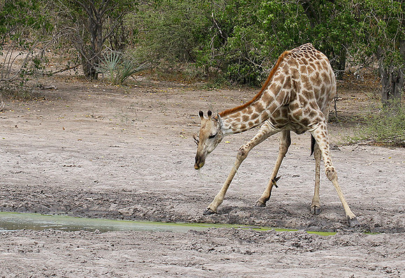 Moremi game reserve