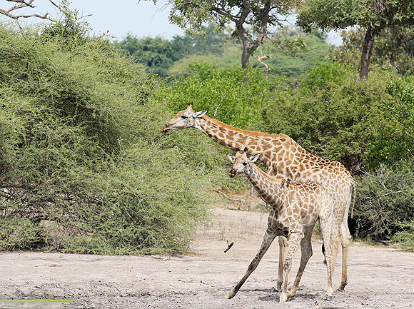 Moremi game reserve