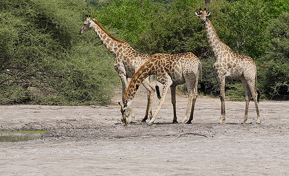 Moremi game reserve