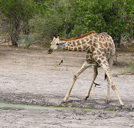 Moremi game reserve