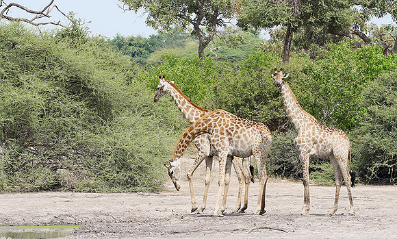 Moremi game reserve