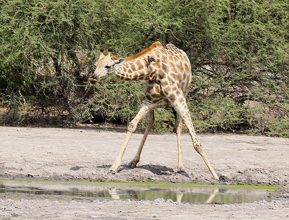 Moremi game reserve