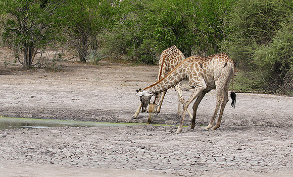 Moremi game reserve